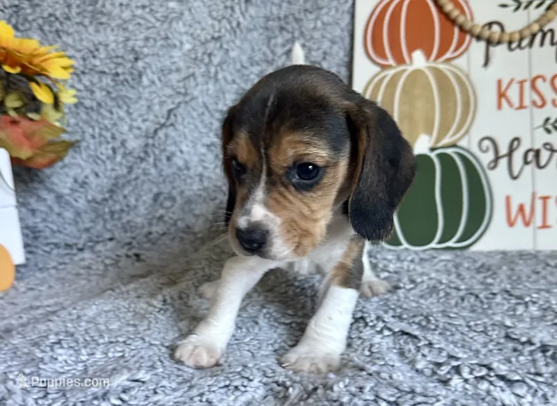 Pluto  – Beagle puppy for sale in Mammoth Spring, AR