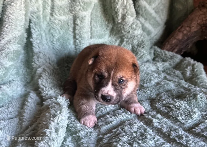 Koda – Shiba Inu puppy for sale in Mammoth Spring, AR