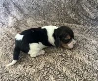 Leif, a male Beagle for sale in Mammoth Spring, AR – 2 of 7