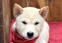 Echo, a male Shiba Inu for sale in Mammoth Spring, AR – 2 of 7