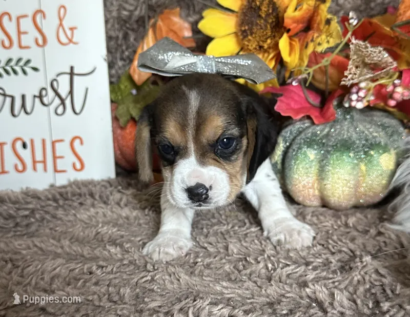 Tiana – Beagle puppy for sale in Mammoth Spring, AR