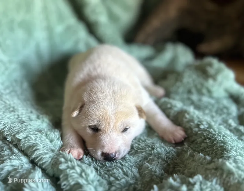 Ember – Shiba Inu puppy for sale in Mammoth Spring, AR