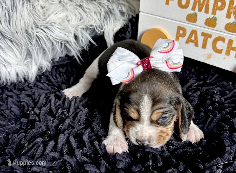 Tinkerbell  – Beagle puppy for sale in Mammoth Spring, AR