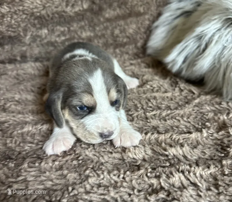 Prince Eric – Beagle puppy for sale in Mammoth Spring, AR
