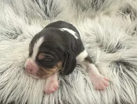 Tinkerbell , a female Beagle for sale in Mammoth Spring, AR – 4 of 5
