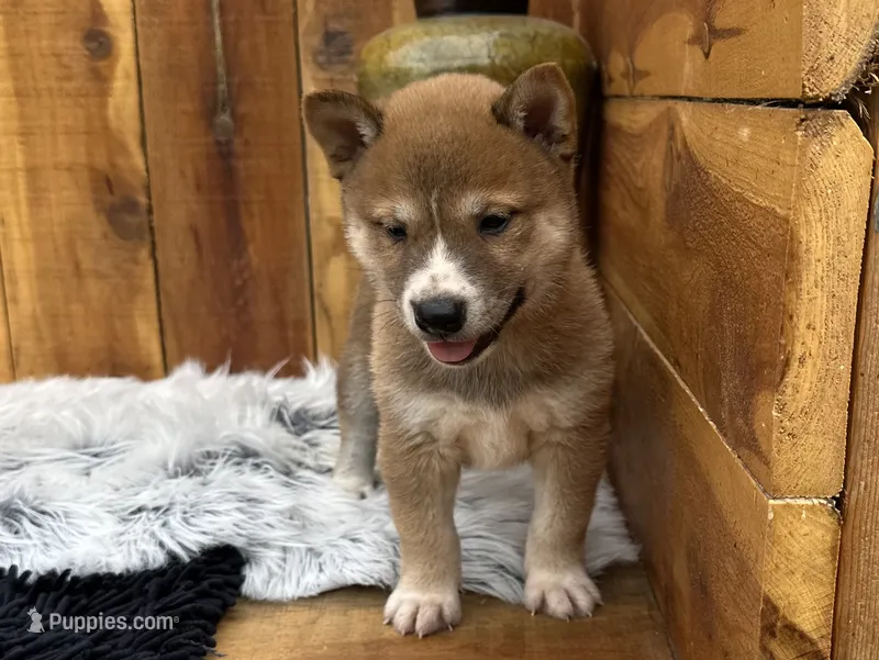Koda – Shiba Inu puppy for sale in Mammoth Spring, AR