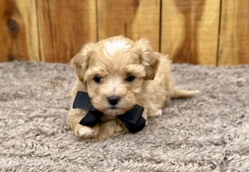 Mochi – Maltipoo puppy for sale in Mammoth Spring, AR