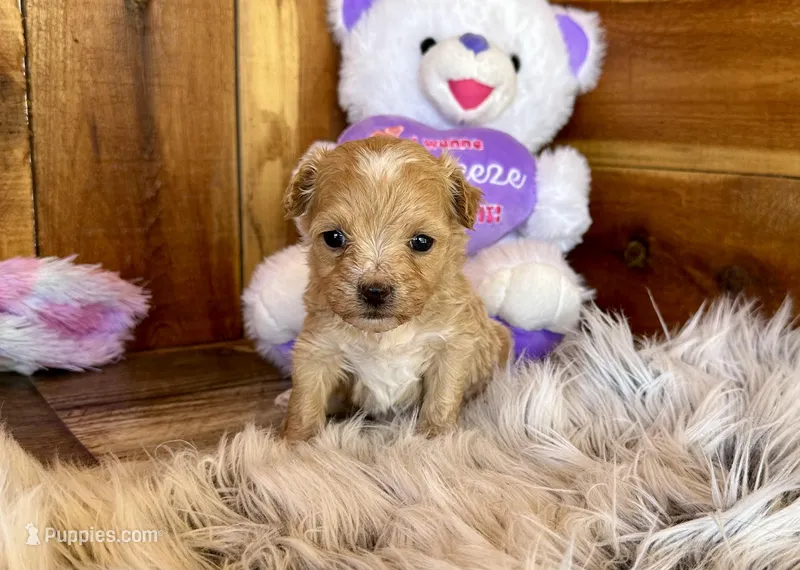 Mochi – Maltipoo puppy for sale in Mammoth Spring, AR