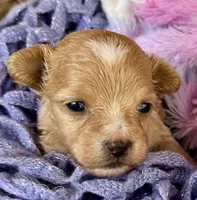Mochi, a male Maltipoo for sale in Mammoth Spring, AR – Photo 1 of 3