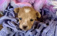 Mochi, a male Maltipoo for sale in Mammoth Spring, AR – Photo 3 of 3