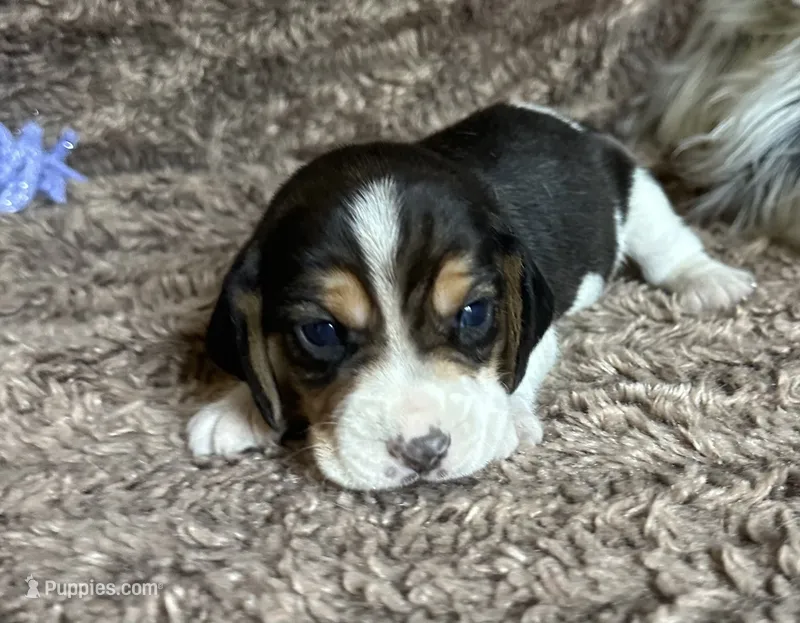 Shiloh  – Beagle puppy for sale in Mammoth Spring, AR