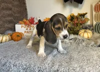 Mickey, a male Beagle for sale in Mammoth Spring, AR – 4 of 6