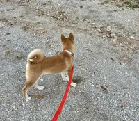 Koda, a male Shiba Inu for sale in Mammoth Spring, AR – 9 of 9
