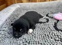 Kuro, a female Shiba Inu for sale in Mammoth Spring, AR – Photo 5 of 7