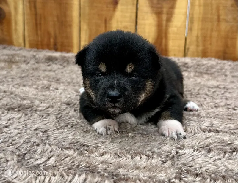 Kuro – Shiba Inu puppy for sale in Mammoth Spring, AR