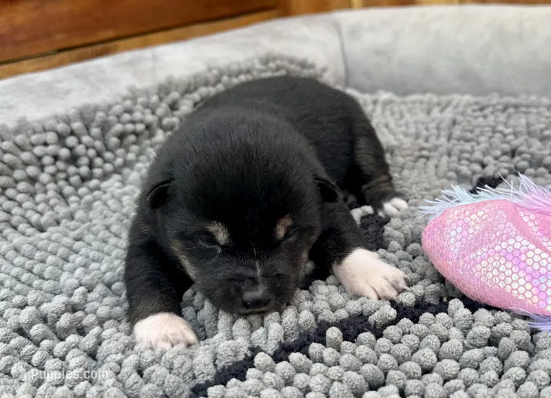 Kuro – Shiba Inu puppy for sale in Mammoth Spring, AR