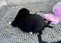 Kuro, a female Shiba Inu for sale in Mammoth Spring, AR – Photo 6 of 7