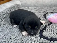 Kuro, a female Shiba Inu for sale in Mammoth Spring, AR – Photo 2 of 7