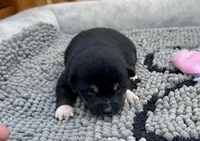 Kuro, a female Shiba Inu for sale in Mammoth Spring, AR – Photo 3 of 7