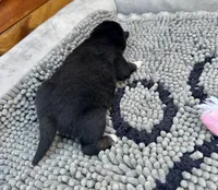 Kuro, a female Shiba Inu for sale in Mammoth Spring, AR – Photo 7 of 7