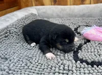 Kuro, a female Shiba Inu for sale in Mammoth Spring, AR – Photo 4 of 7
