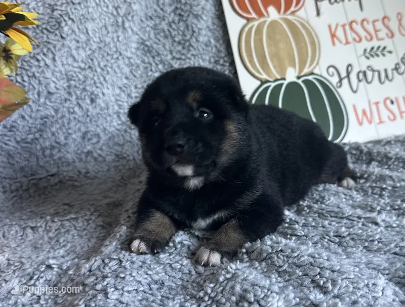 Midnight  – Shiba Inu puppy for sale in Mammoth Spring, AR