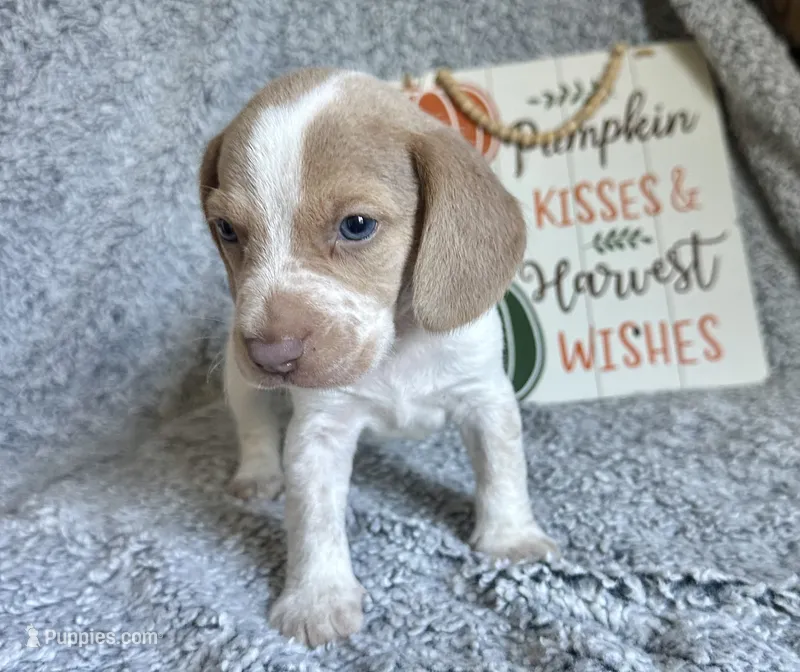 Staton – Beagle puppy for sale in Mammoth Spring, AR