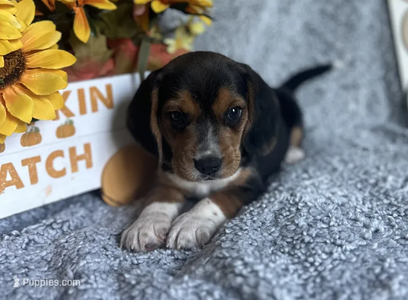 Floki  – Beagle puppy for sale in Mammoth Spring, AR