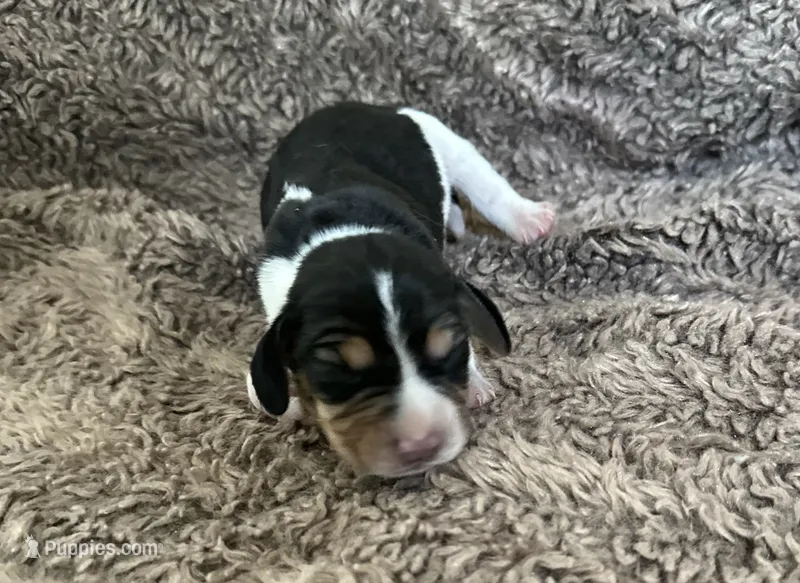 Pluto  – Beagle puppy for sale in Mammoth Spring, AR