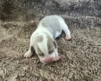 Staton, a male Beagle for sale in Mammoth Spring, AR – 4 of 9