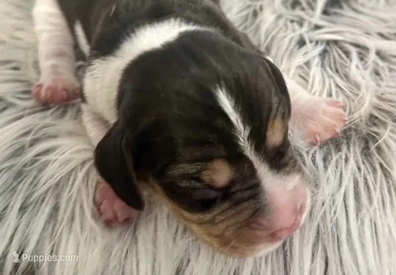 Pluto  – Beagle puppy for sale in Mammoth Spring, AR