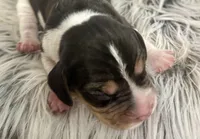 Pluto , a male Beagle for sale in Mammoth Spring, AR – 1 of 6
