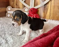 processed/9dd07f46-76e5-41bd-82ce-4d5454d90aef/listing/743c5965-fed4-46f1-8e78-d662f0c5ae1a/3c211a32-f729-4df8-bd37-a80ea82dc8fd