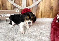 processed/9dd07f46-76e5-41bd-82ce-4d5454d90aef/listing/743c5965-fed4-46f1-8e78-d662f0c5ae1a/f15dd143-1260-4f0d-8f54-e2bb4c90a605