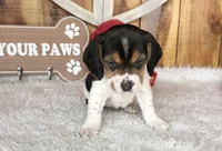 processed/9dd07f46-76e5-41bd-82ce-4d5454d90aef/listing/743c5965-fed4-46f1-8e78-d662f0c5ae1a/f9e41c4a-d1a0-4908-b50f-a0589effebda