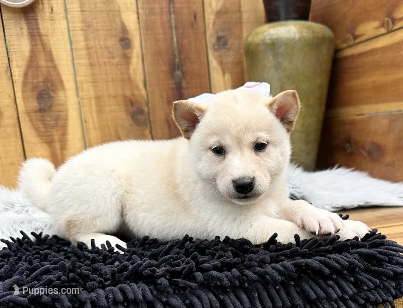 Ember – Shiba Inu puppy for sale in Mammoth Spring, AR