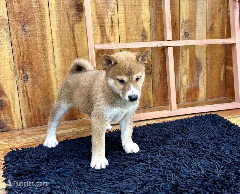 Koda – Shiba Inu puppy for sale in Mammoth Spring, AR