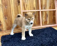 Koda, a male Shiba Inu for sale in Mammoth Spring, AR – 1 of 7