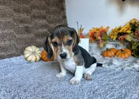 Pluto , a male Beagle for sale in Mammoth Spring, AR – 5 of 6