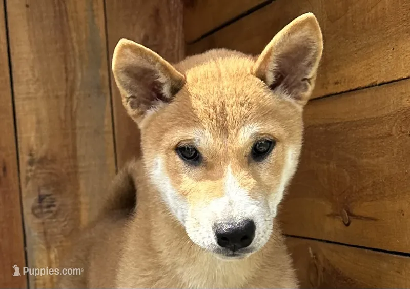 Koda – Shiba Inu puppy for sale in Mammoth Spring, AR