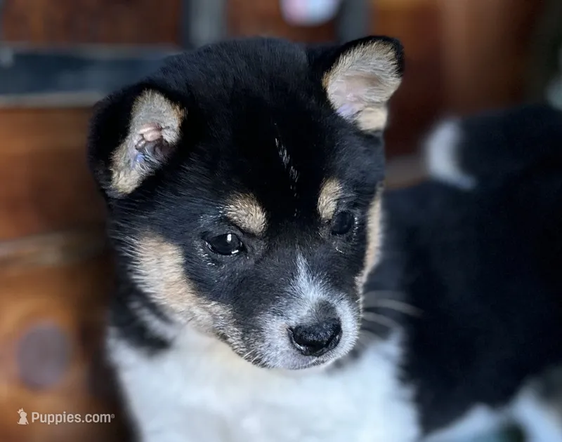 River – Shiba Inu puppy for sale in Mammoth Spring, AR