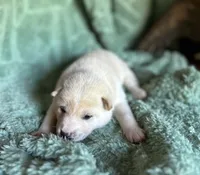 Echo, a male Shiba Inu for sale in Mammoth Spring, AR – 2 of 6