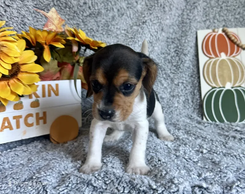 Shay – Beagle puppy for sale in Mammoth Spring, AR