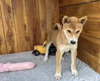 Koda, a male Shiba Inu for sale in Mammoth Spring, AR – 1 of 5