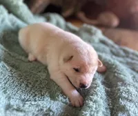 Echo, a male Shiba Inu for sale in Mammoth Spring, AR – 5 of 6