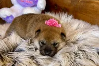 Jade, a female Shiba Inu for sale in Mammoth Spring, AR – Photo 6 of 6