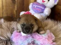 Jade, a female Shiba Inu for sale in Mammoth Spring, AR – Photo 5 of 6