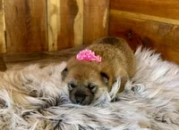 Jade, a female Shiba Inu for sale in Mammoth Spring, AR – Photo 4 of 6