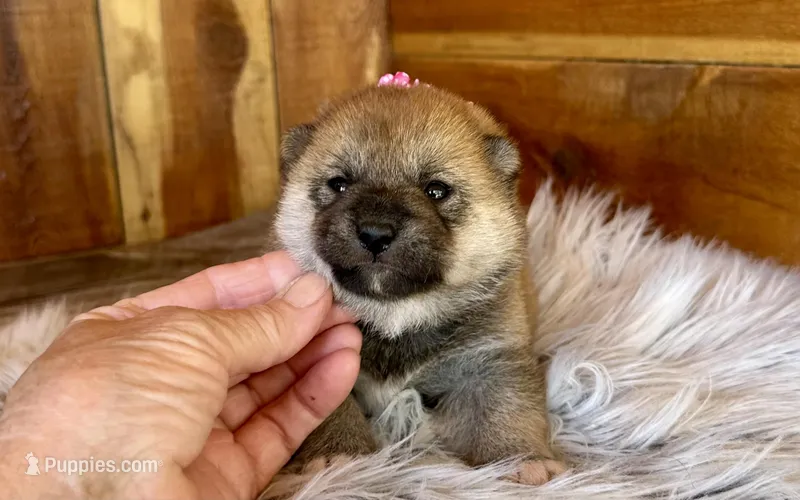 Jade – Shiba Inu puppy for sale in Mammoth Spring, AR