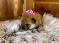 Jade, a female Shiba Inu for sale in Mammoth Spring, AR – Photo 2 of 6